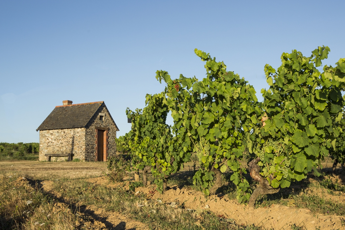 Musée de la vigne et du vin d’Anjou