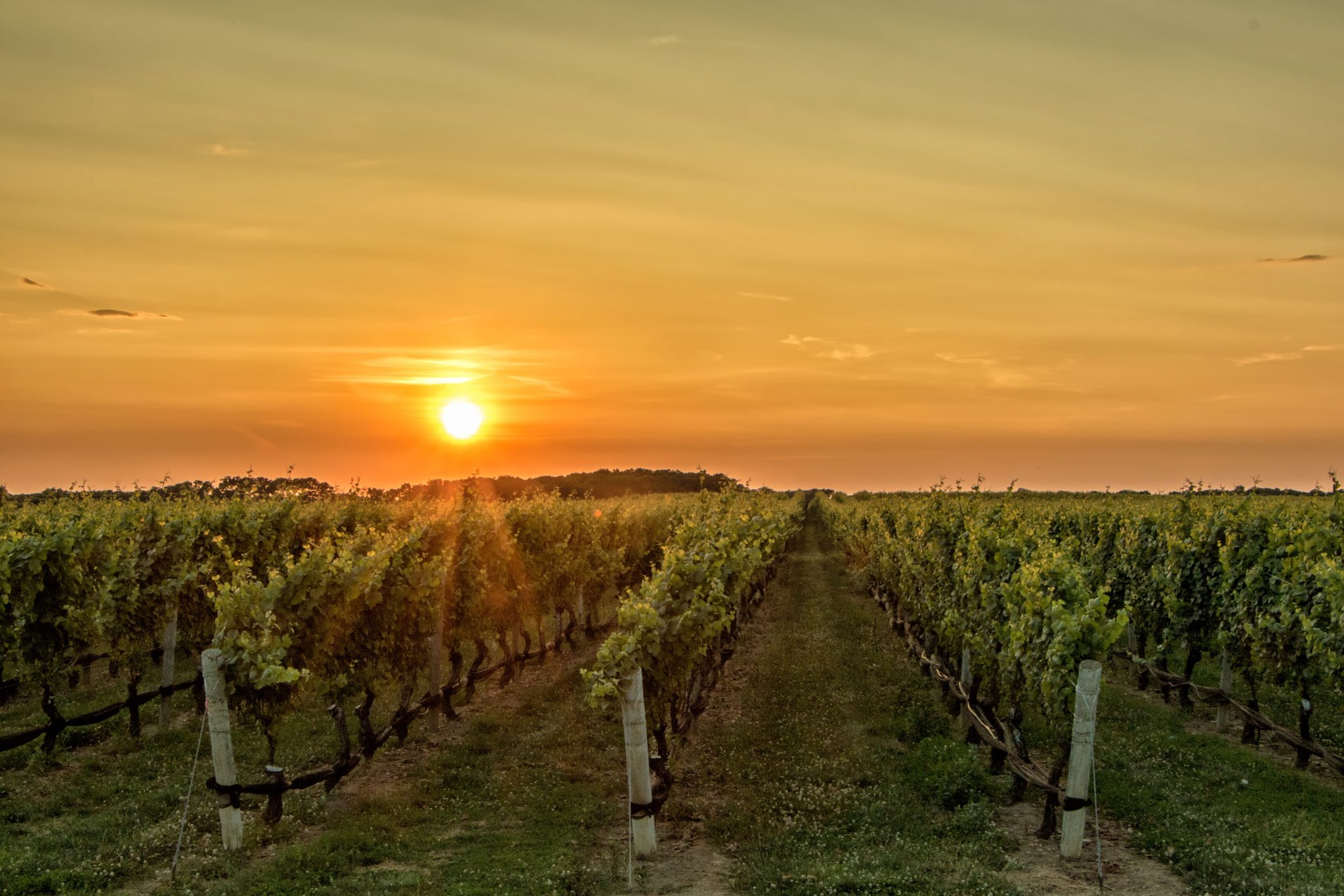 Vignes