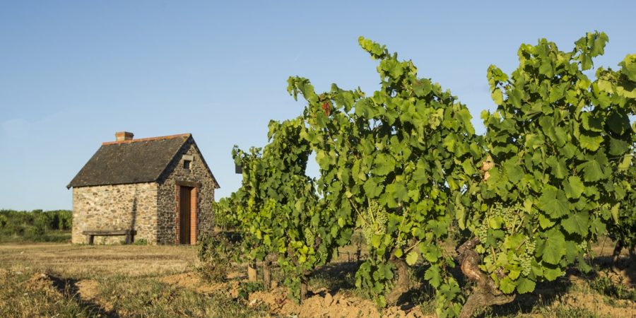 Anjou vine and wine museum